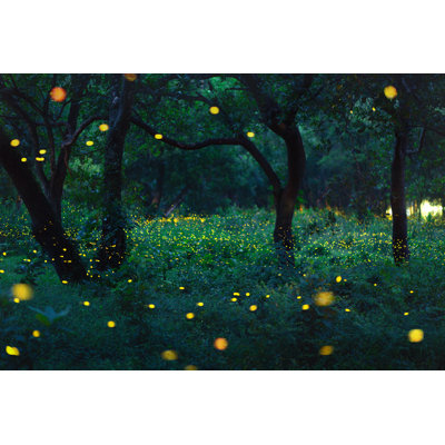 Firefly in Forest par Peera_ Sathawirawong - Photographie de toile tendue