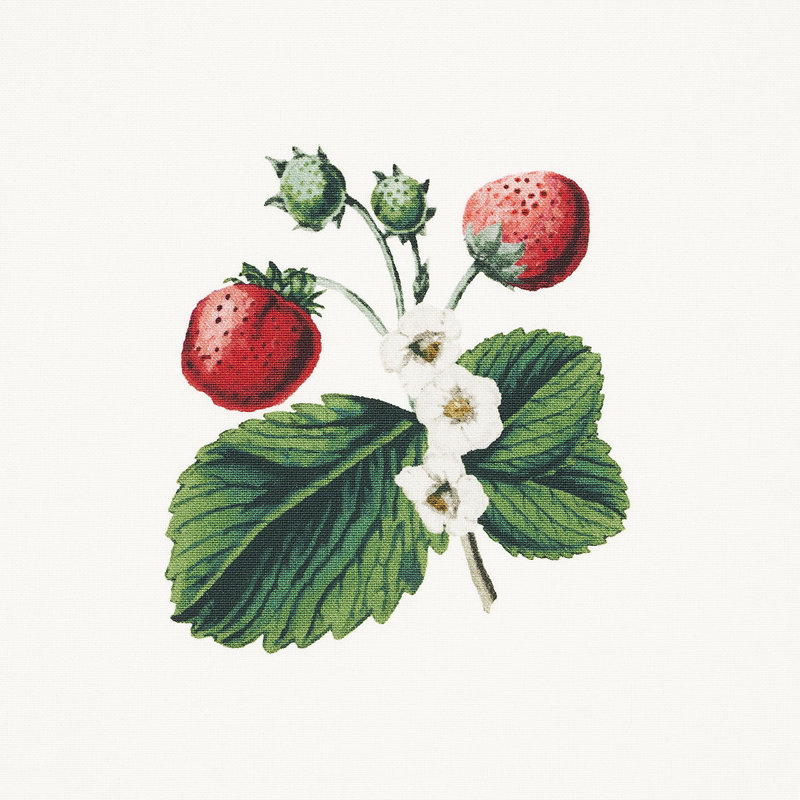 Schumacher x Johnson Hartig Strawberry Hill Fabric, White