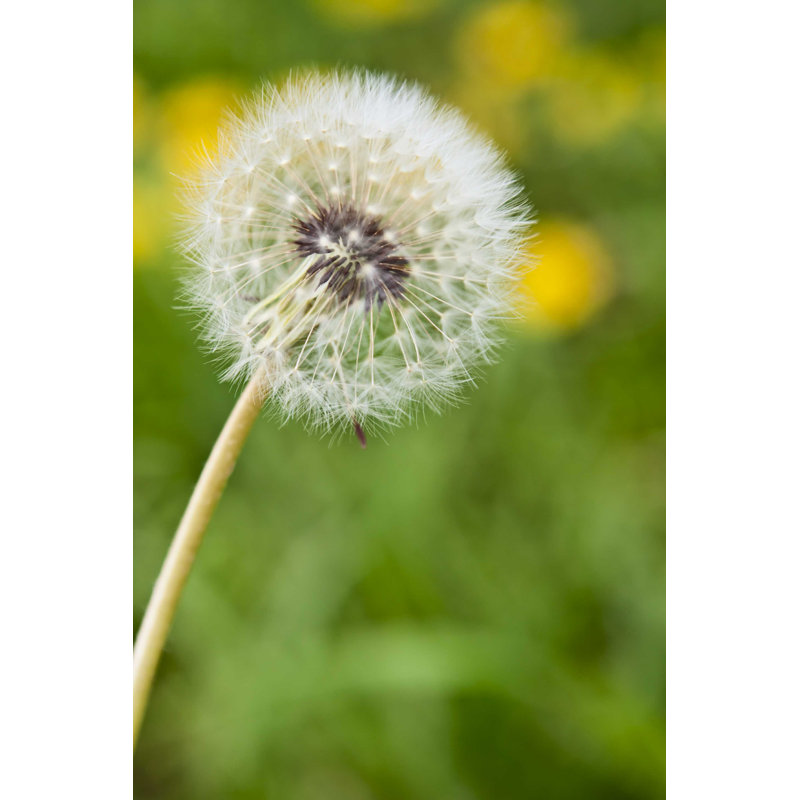 Dandelion Macro - Photographie sur toile tendue, H 18 po x l 12 po