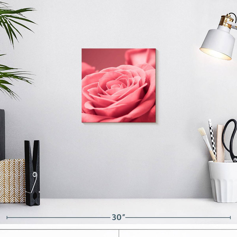 Macro de rose, H 10 po x l 10 po