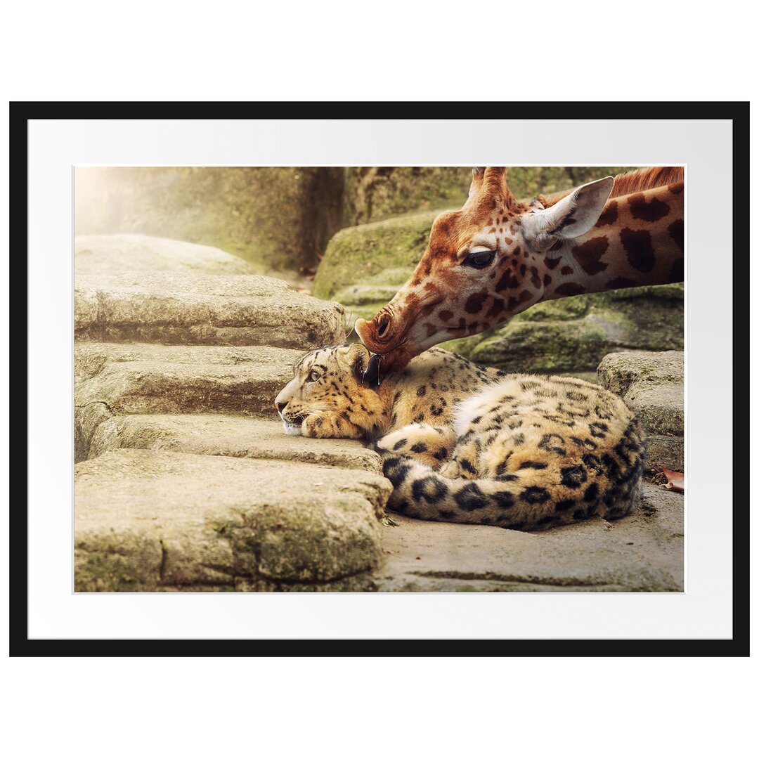 Gerahmtes Poster Leopard und Giraffe