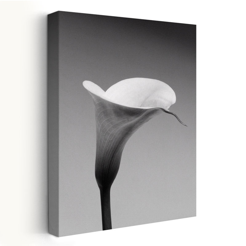 Calla n ° 3 - art floral et nature morte, H 36 po x l 24 po