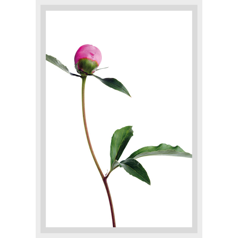 Rose - Single Picture Frame Print