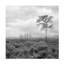 Art sur toile, Bachelor, Kent-104135166