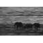 Parvez Taj - Wrapped Canvas Print-15986634