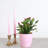 6" Live Easter Cactus Plant in Pot
