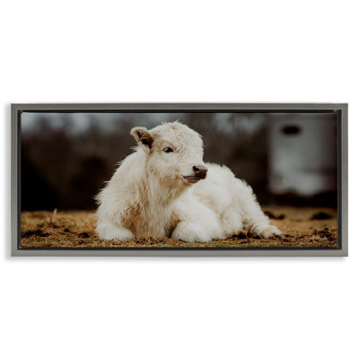 Baby White Cattle Framed Floater Canvas Wall Art by Dakota Diener
