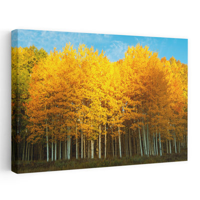 Aspen Trees in Autumn Last Dollar Road, Telluride, Colorado, États-Unis, art abstrait contemporain, paysage