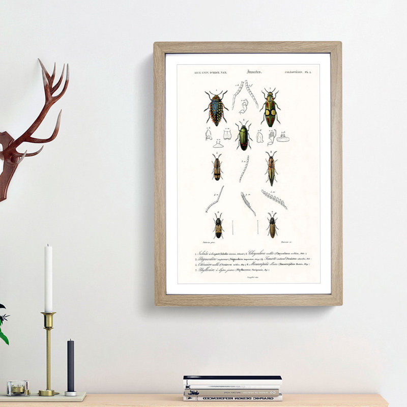 Beetle Illustration PL.4 by Charles D'Orbigny - Single Picture Frame Print, 33cm H x 24cm W x 2cm D, Oak Framed