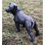 Larae Dog Weather Resistant Concrete Garden Statue-1255861315
