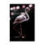 «Dancing Flamingo» par Clint-1390332786
