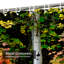 Rideau de douche Autumn Birch Tree-178850706