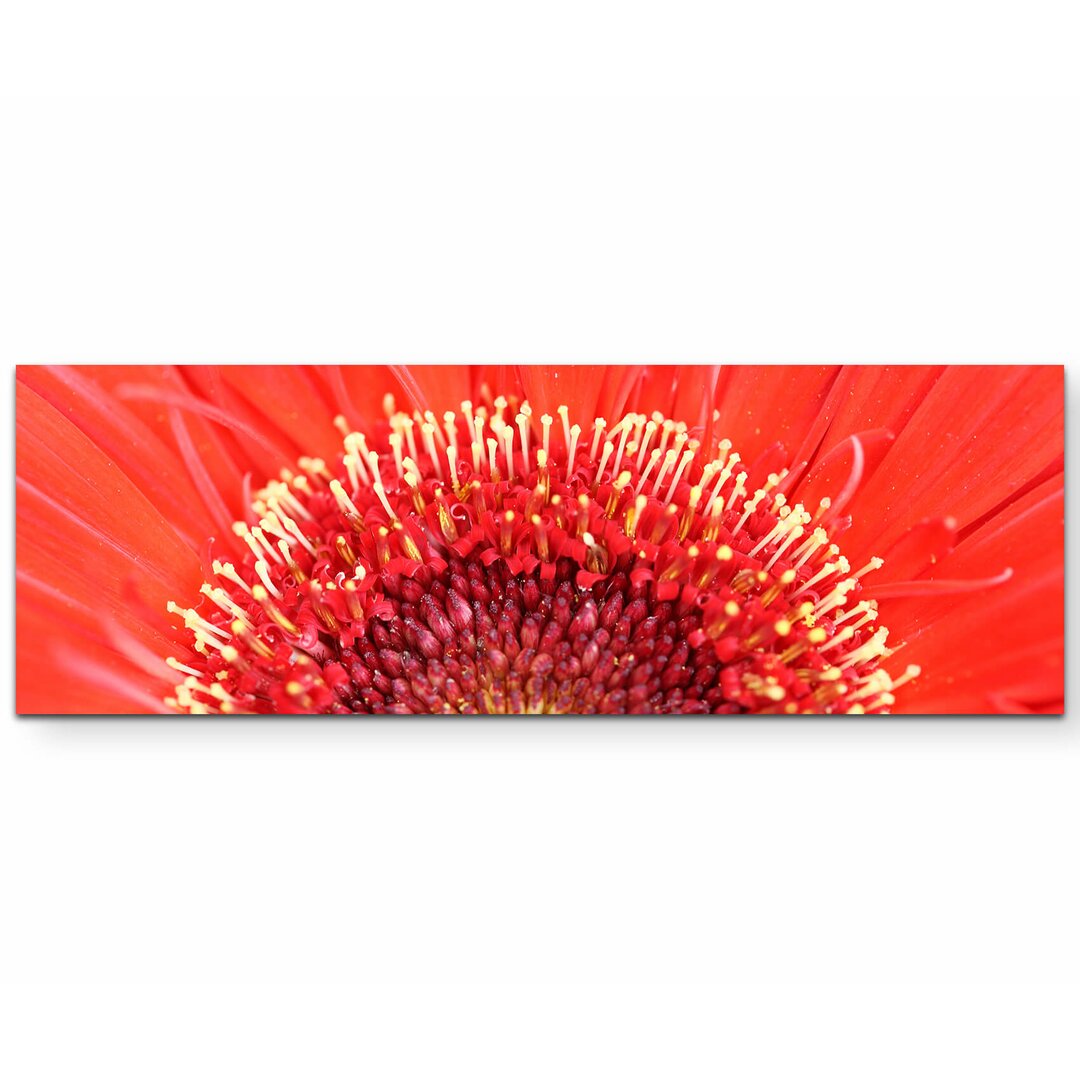 Leinwandbild Rote Gerbera – Nahaufnahme