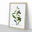 Grey Willow Tree Branch by Pierre-Joseph Redoute - Picture Frame Painting Print-55609055-55609054