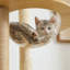 Arbre à chat