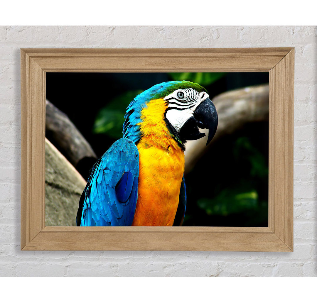 Amazing Parrot - Bilderrahmen Kunstdrucke