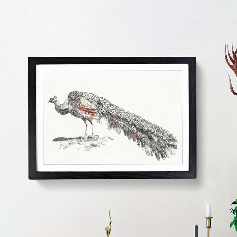 Illustration of a Peacock by Johan Teyler - Picture Frame Painting Print, 27cm H x 36cm W x 2cm D, Black Framed