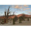 Paulson, Don Gallery, toile tendue de la Californie, forêt de pins de Bristlecone, Inyo, NF (66_US05 BJA0691)-446616714