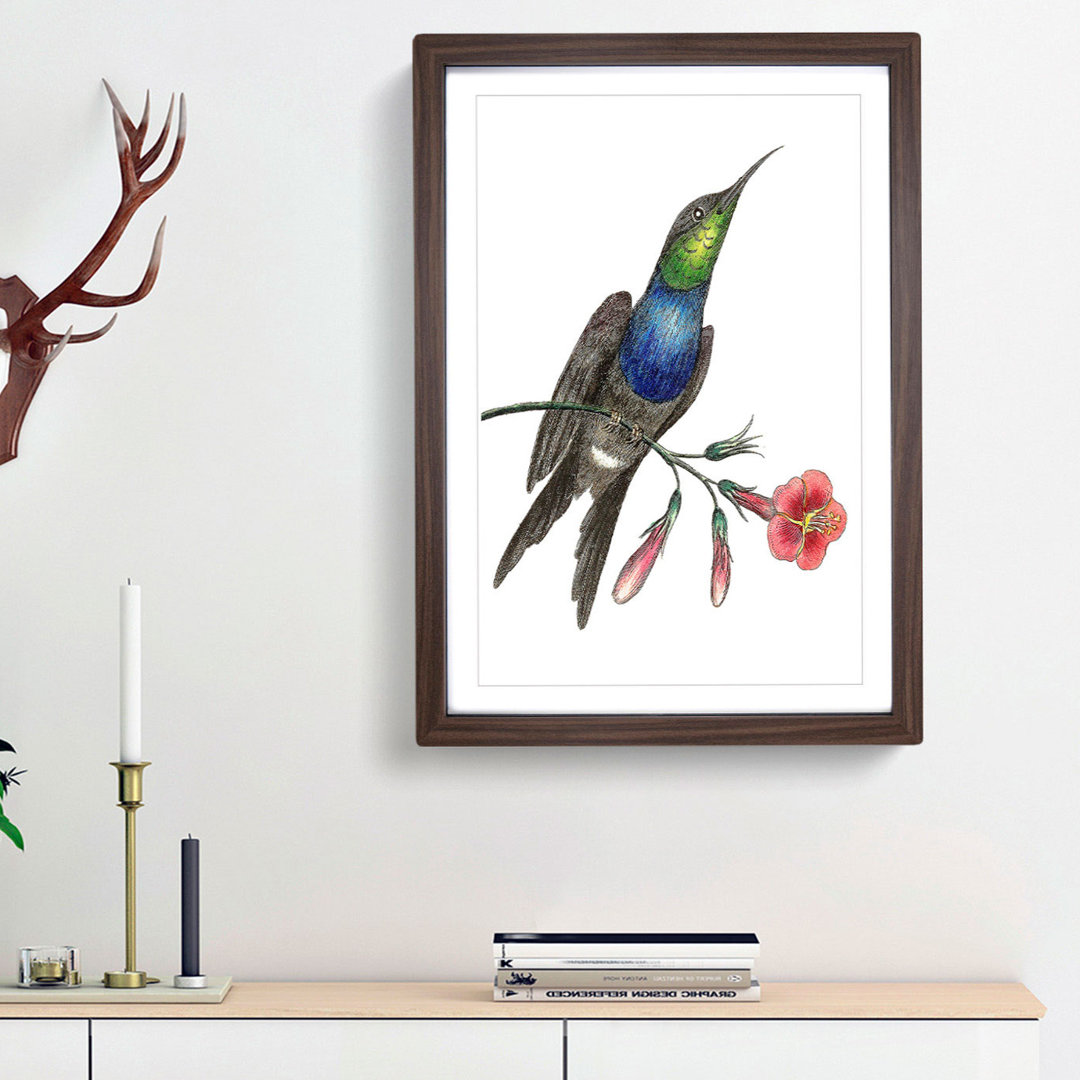 Furcated Hummingbird by George Shaw - Framed Print