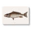 Mangrove Snapper Fish by Mark Catesby - Wrapped Canvas Print-55312440