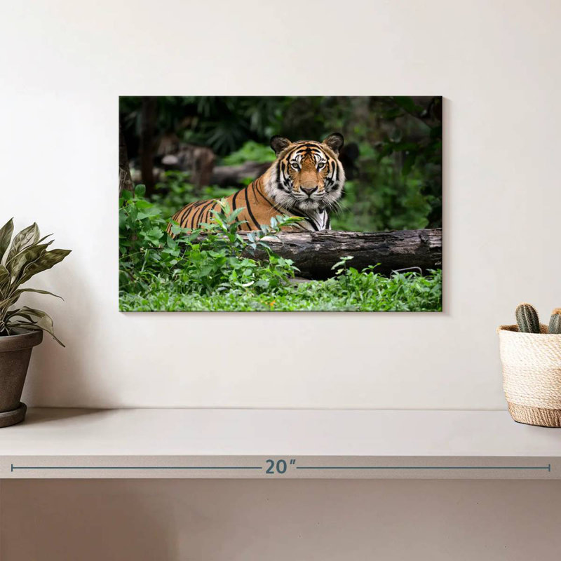 Brampt Indian Bengal Tiger, 8" H x 12" W