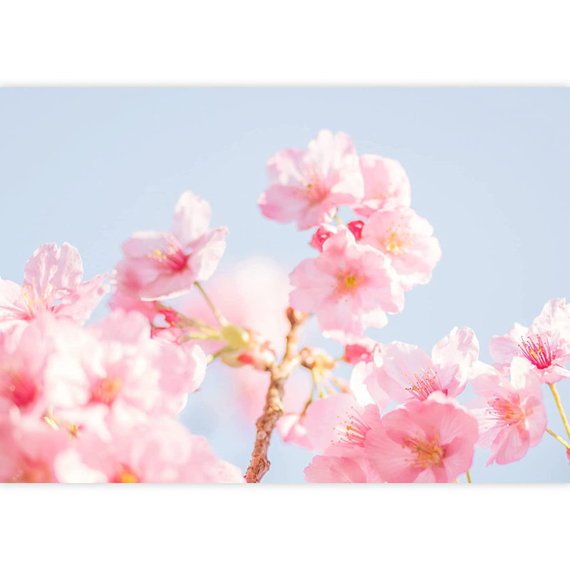 Fleurs de cerisier japonais roses, L 100 po x l 144 po