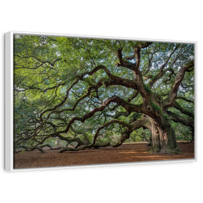 Angel Oak Tree