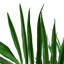 Faux Plant in Pot Liner-161039019