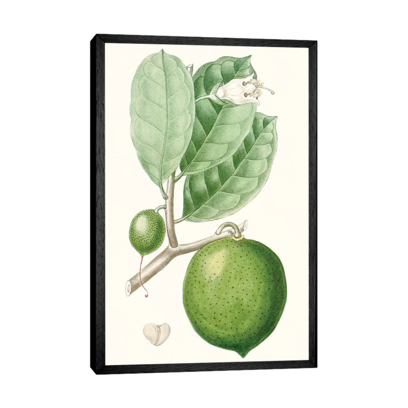 Fruit III 1 Piece Wall Art on Canvas, 66.04 cm H x 45.72 cm W, Black Framed