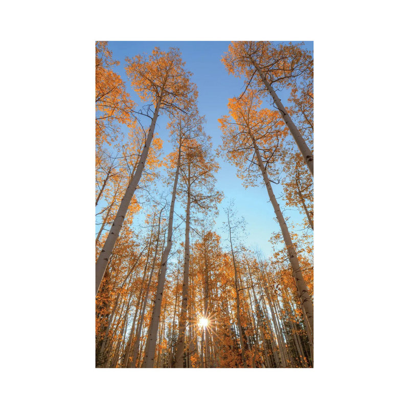 Reaching Up-Vertical by Bill Sherrell - Wrapped Canvas Print, 20.32 cm H x 30.48 cm W