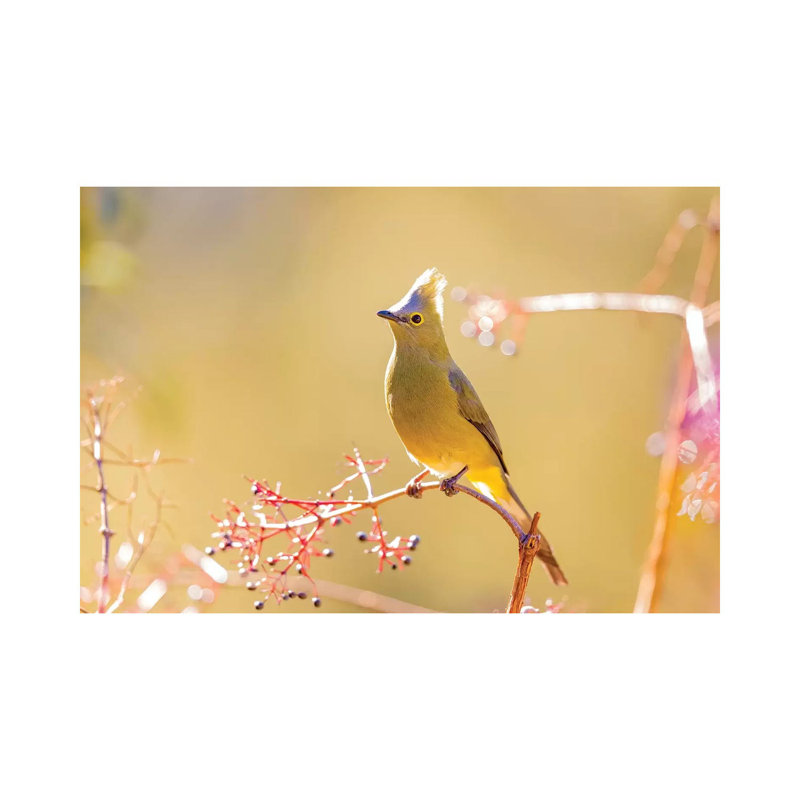 Central America, Costa Rica. Female Long-tailed Silky-flycatcher. by Jaynes Gallery - Wrapped Canvas Print