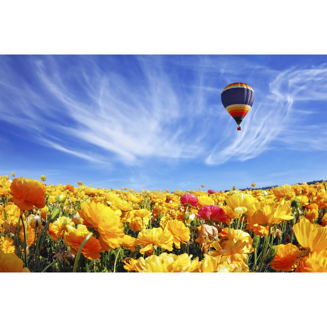 Leinwandbild Das riesige Feld der weißen und orangenen Butterblumen