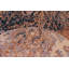 JeVon Wool Oriental Indoor Rug