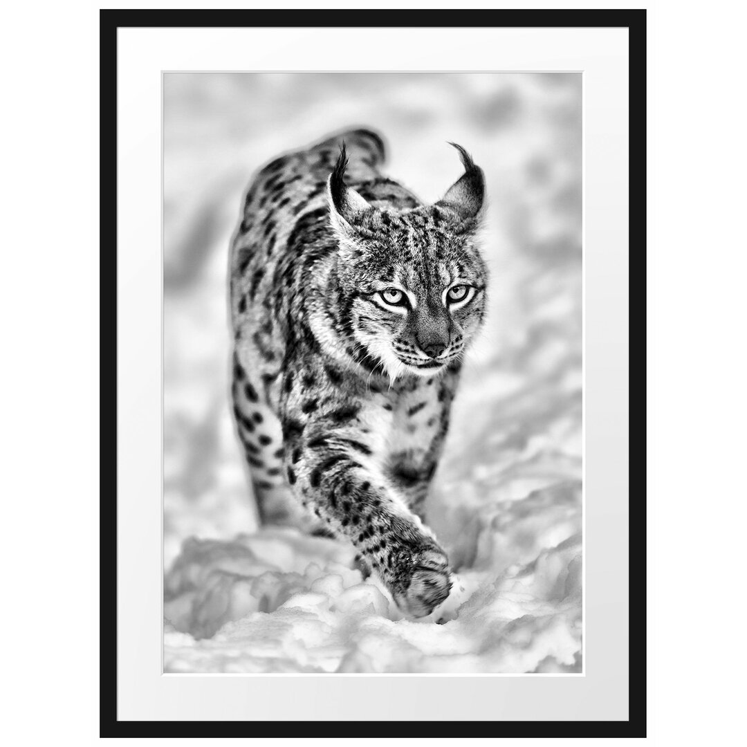 Gerahmtes Poster Luchs im Schnee