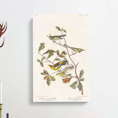Warbler Birds by John Audubon - Wrapped Canvas