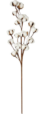 Cotton Arrangement