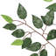 Ficus artificiel, brume, feuillage, verdure