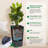 Large Outdoor Tall Planter Black Flower Pots, 23" Rattan Front Porch Decor Plant Pots With Water Level Monitor, Automatic Watering(2 Packs)