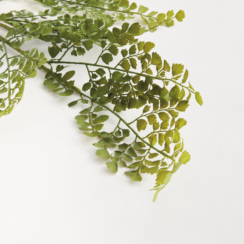 Tige de fougère Maidenhair