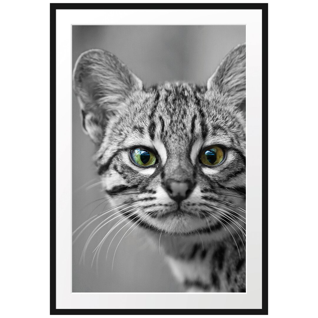 Gerahmtes Poster Kleine Bengalkatze