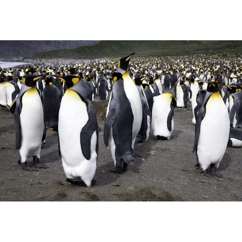 King Penguins Antarctica par Mlenny, H 24 po x l 36 po