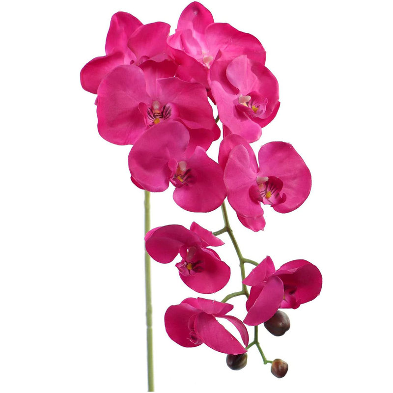Orchidée en vaporisateur, Fuchsia