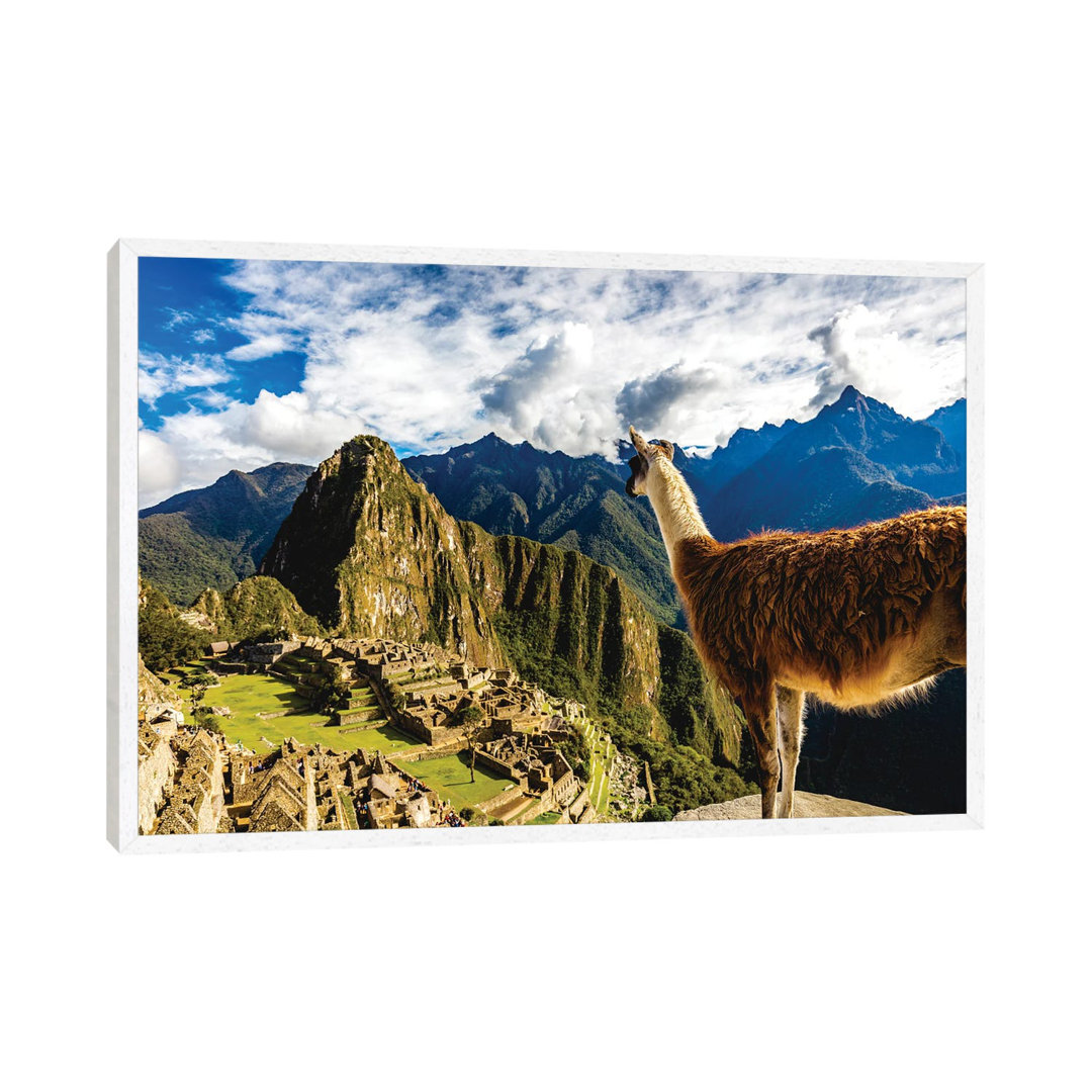 Peru Machu Picchu Lama Overlooking von Alex G Perez - Galerie-umwickelte Leinwand Giclée auf Leinwand