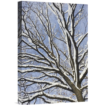 " English Oak Tree "