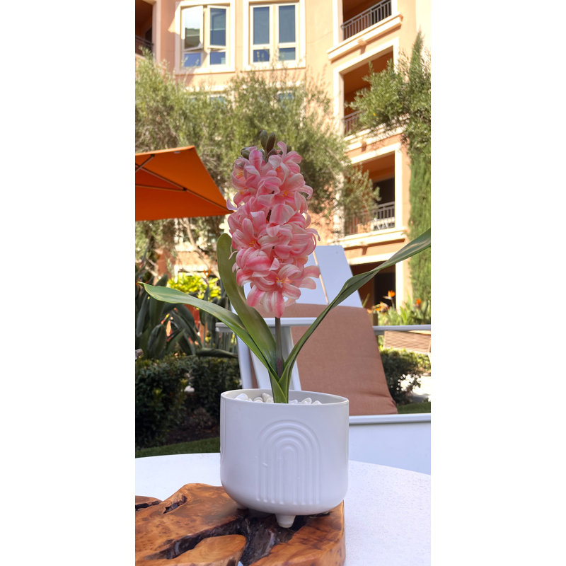 Centre de table Hyacinth en pot