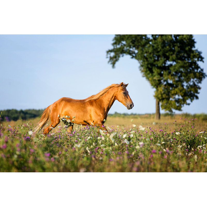 " Running Horse " by Asyapozniak, 8" H x 12" W