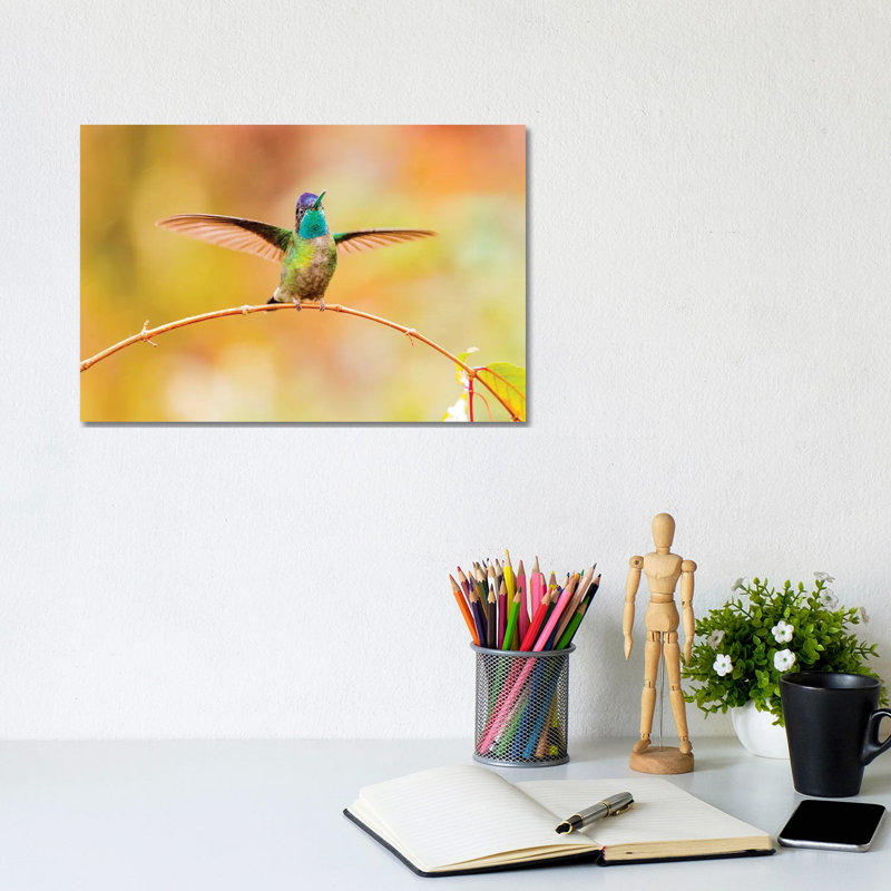 Central America, Costa Rica. Male talamanca hummingbird. 1 Piece Wrapped Canvas Wall Art, 20.32cm H x 30.48cm W