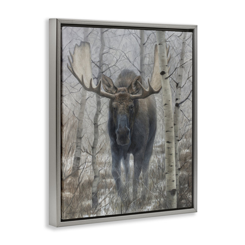 Cadre flottant Moose in Winter Birch Forest, design par James Corwin, Cadre flottant gris lustré, H 21 po x l 17 po
