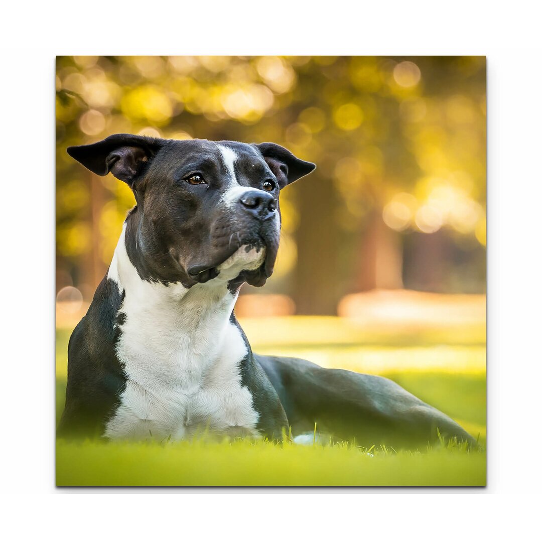 Leinwandbild American Staffordshire Terrier im Park