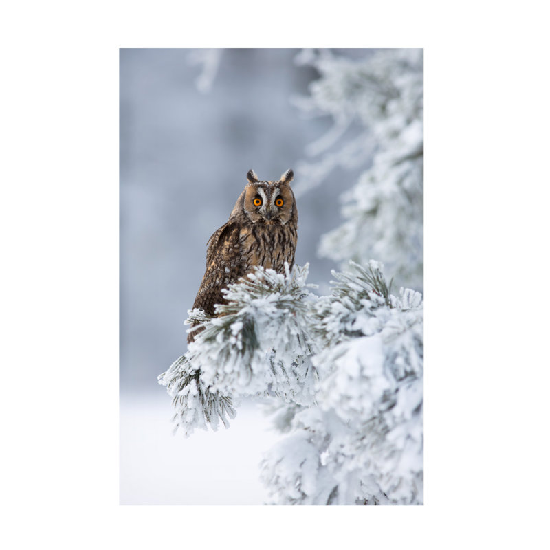 Milan Zygmunt Long Eared Owl Canvas Art, H 19 po x l 12 po